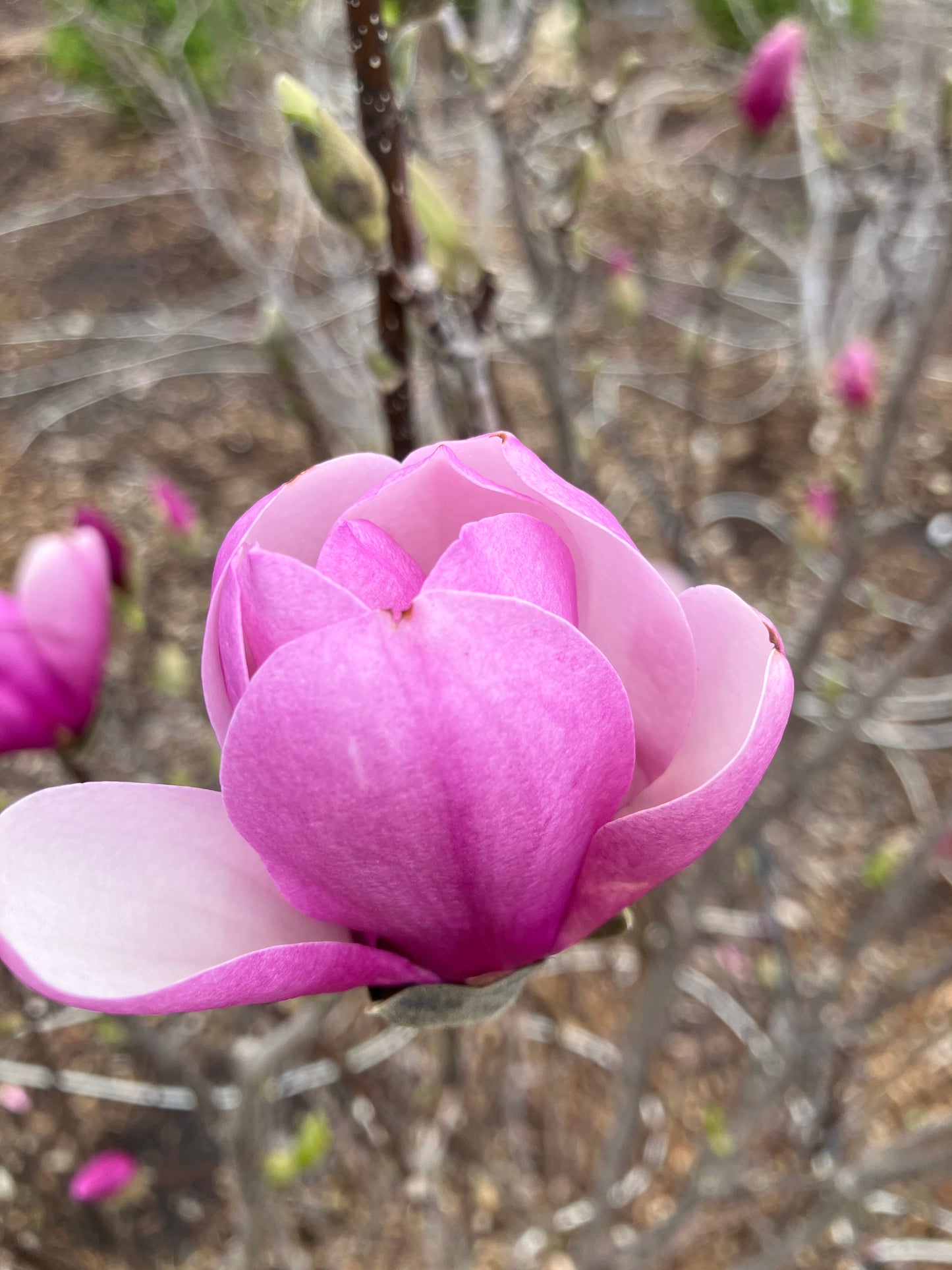 Magnolia - Jane