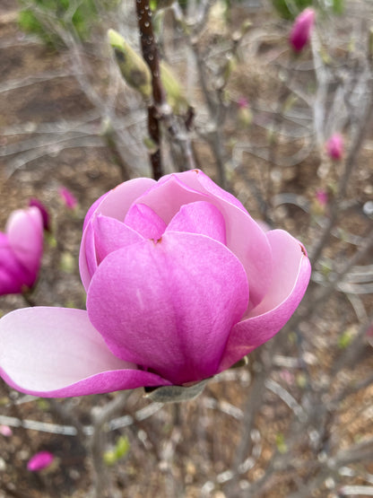 Magnolia - Jane