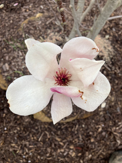 Magnolia - Saucer