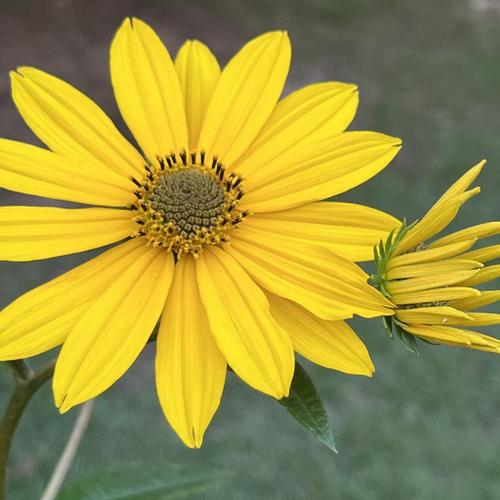 Helianthus Occidentalis (Western Sunflower)