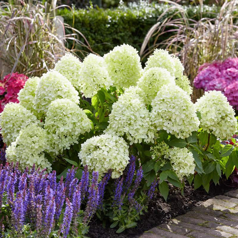 Hydrangea - Little Spooky