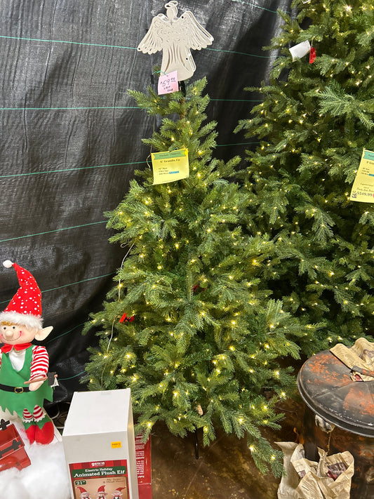 6' Grandis Fir