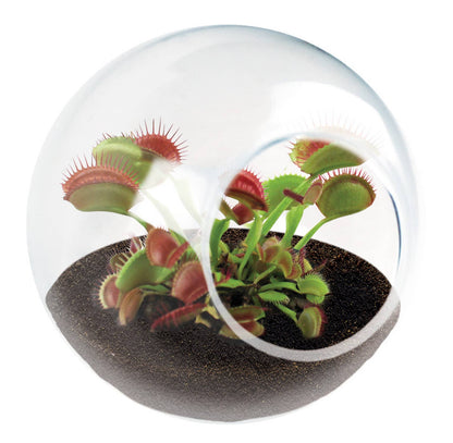 Tiny Terrarium Carnivorous Glass Terrarium Flytrap