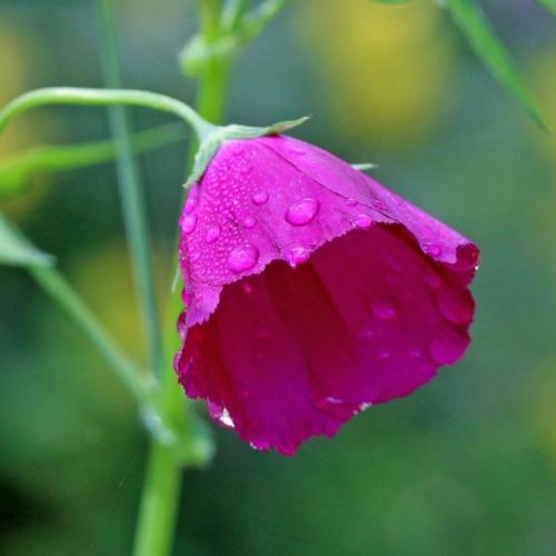 Callirhoe Involucrata (Winecups)