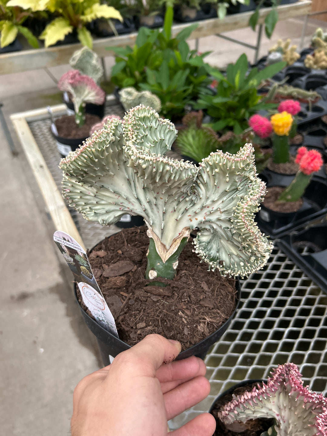 6" CORAL CACTUS