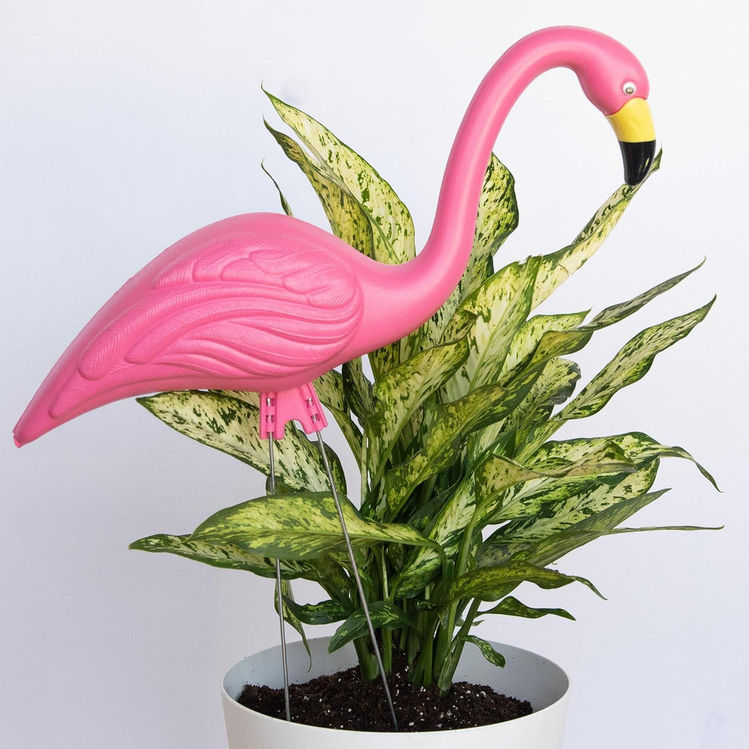 Pink Flamingo (2-Pack)