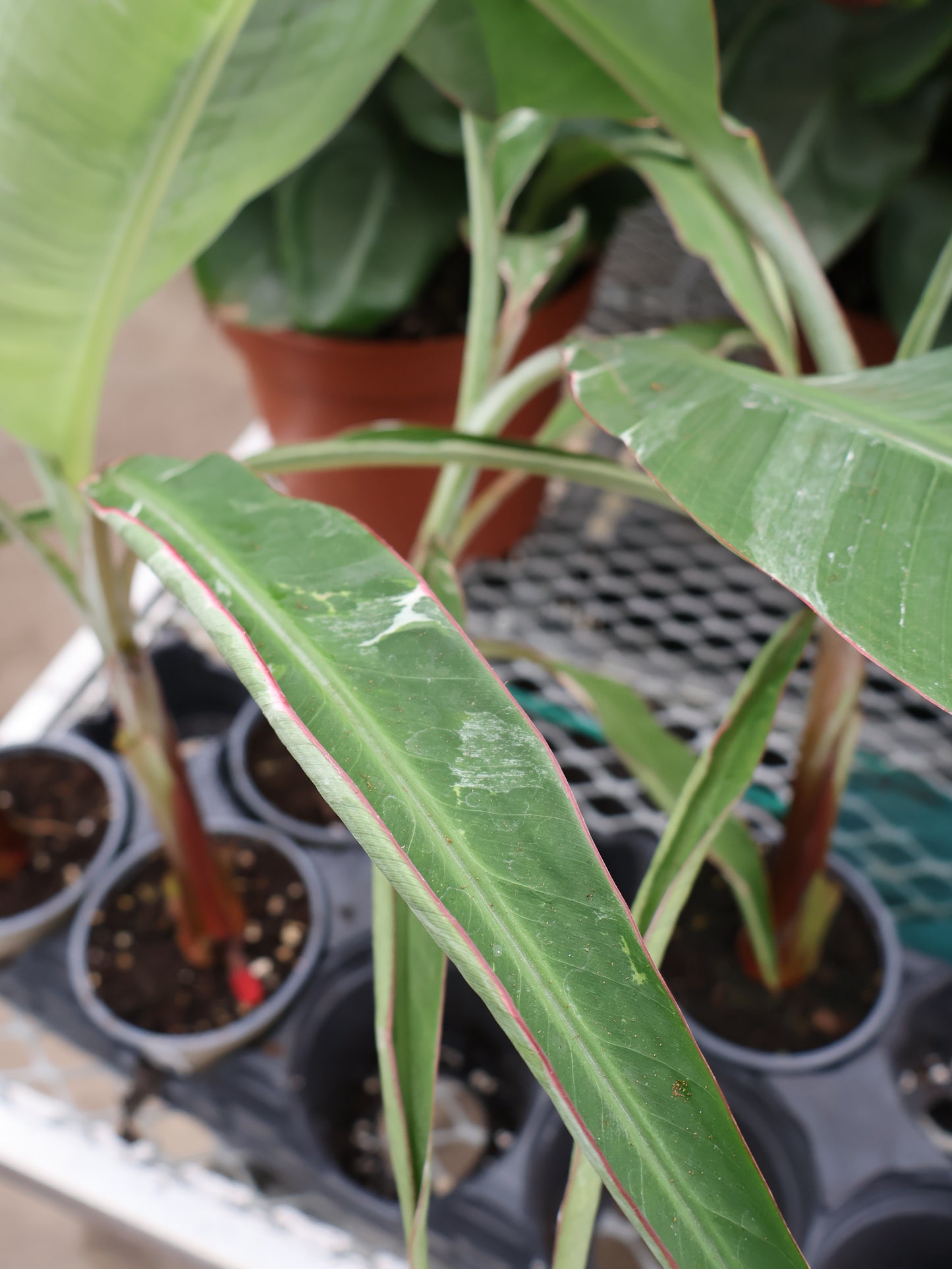 4.5" BANANA FLORIDA VARIEGATED