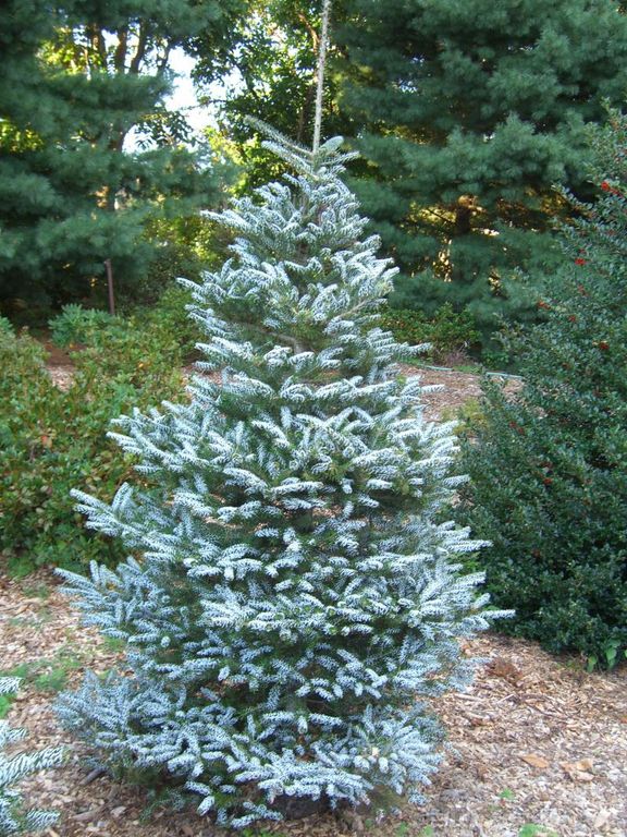 Korean Pin Fir - Horstmann's Silberlock