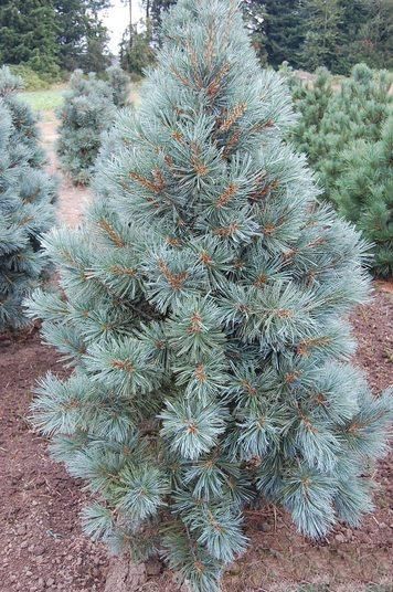 Blue Limber Pine - Cesarini Blue