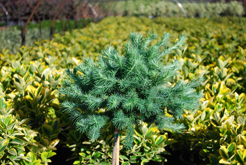 Larch - Blue Dwarf – Pandy's Garden Center