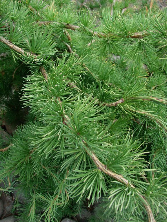 Larch - Horstmann's Recurved Weeping European