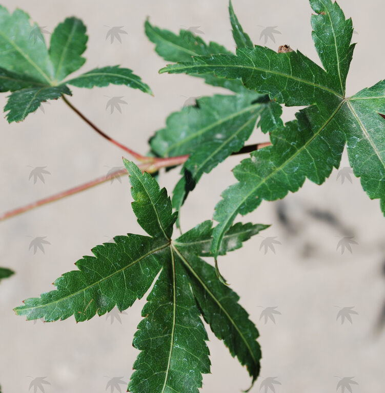 Japanese Maple - Ryu Sei Weeper