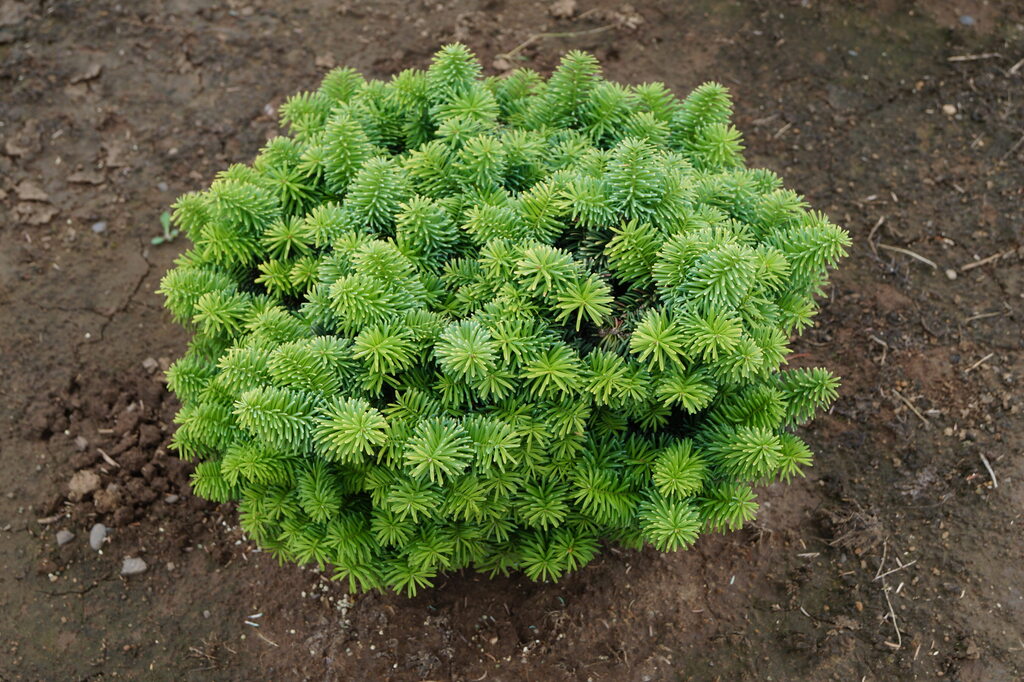 Fir - Dwarf Balsam – Pandy's Garden Center
