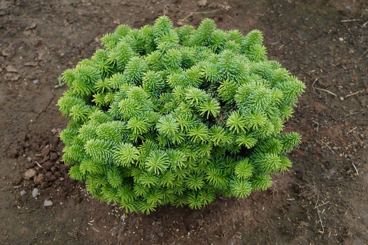 Fir - Dwarf Balsam