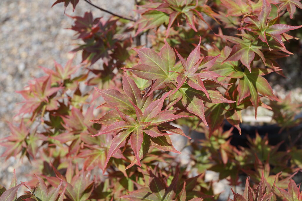 Japanese Maple - Ruby Stars