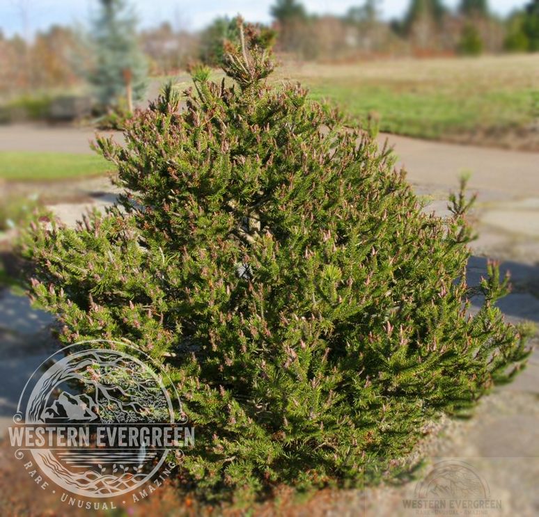 Shore Pine - 'Spaan's' Dwarf