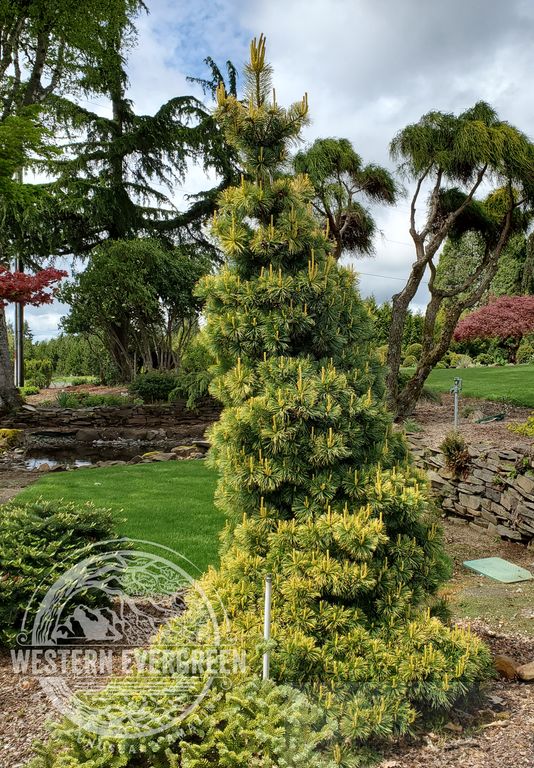 Japanese White Pine - Goldilocks