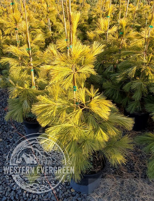 White Pine - Louie Eastern Golden