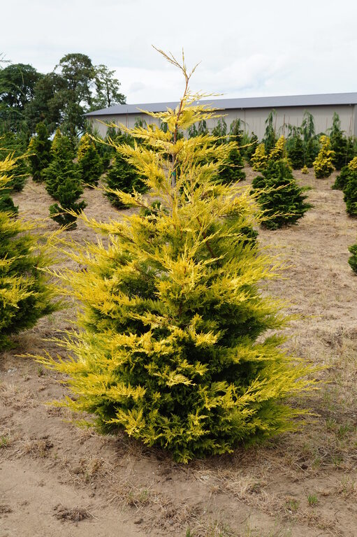 Golden Rider Cyress Cypress – Pandy's Garden Center