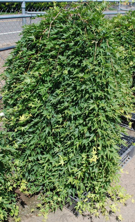 Japanese Maple - Ryu Sei Weeper