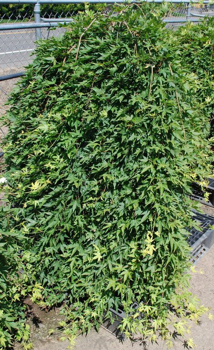 Japanese Maple - Ryu Sei Weeper