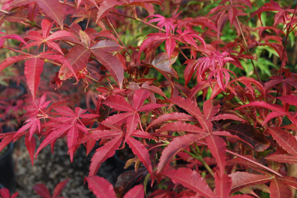 Japanse Maple - Gable Glory