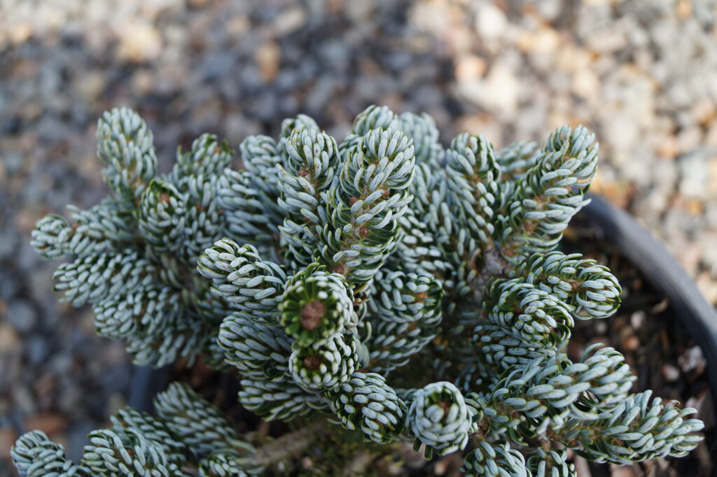 Fir - Kohouts Icebreaker Dwarf Korean Pin