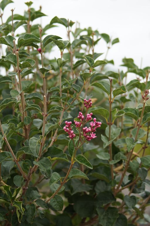 Lilac - Flowerfesta