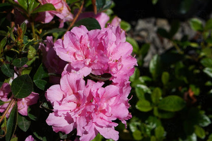 Encore Azalea - Autumn Carnation