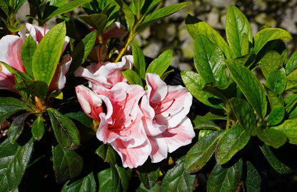 Encore Azalea - Autumn Starburst