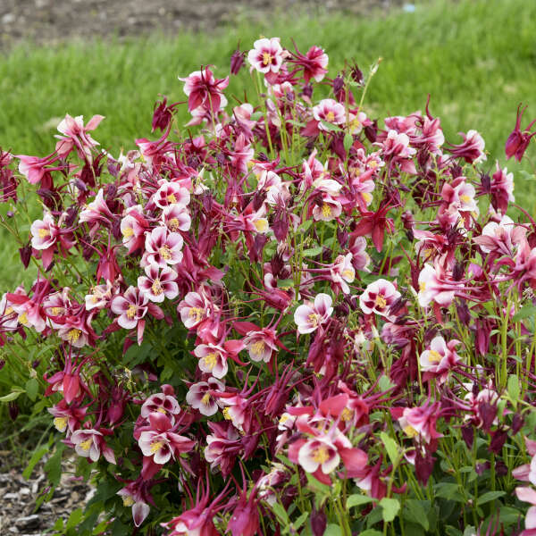 Aquilegia 'Early Bird Red' Columbine