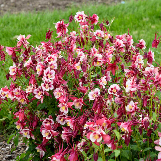 Aquilegia 'Early Bird Red' Columbine