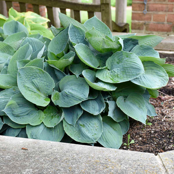 Hosta 'Hadspen Blue'