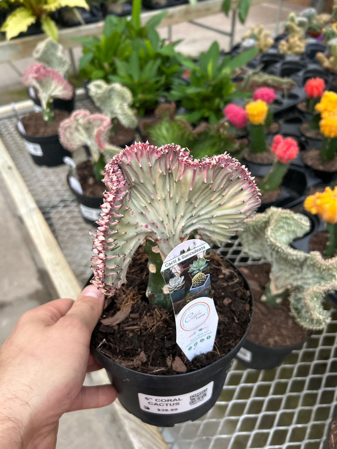 6" CORAL CACTUS