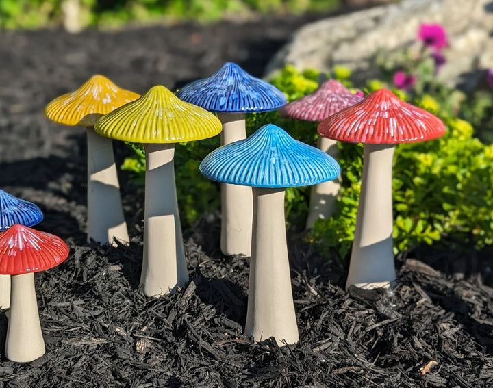 Parasol Mushroom