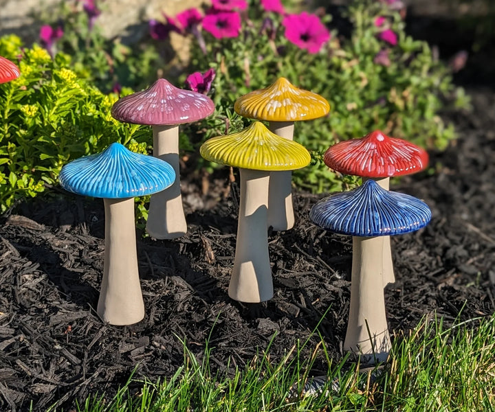 Parasol Mushroom