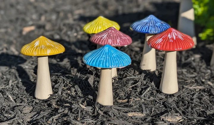 Parasol Mushroom