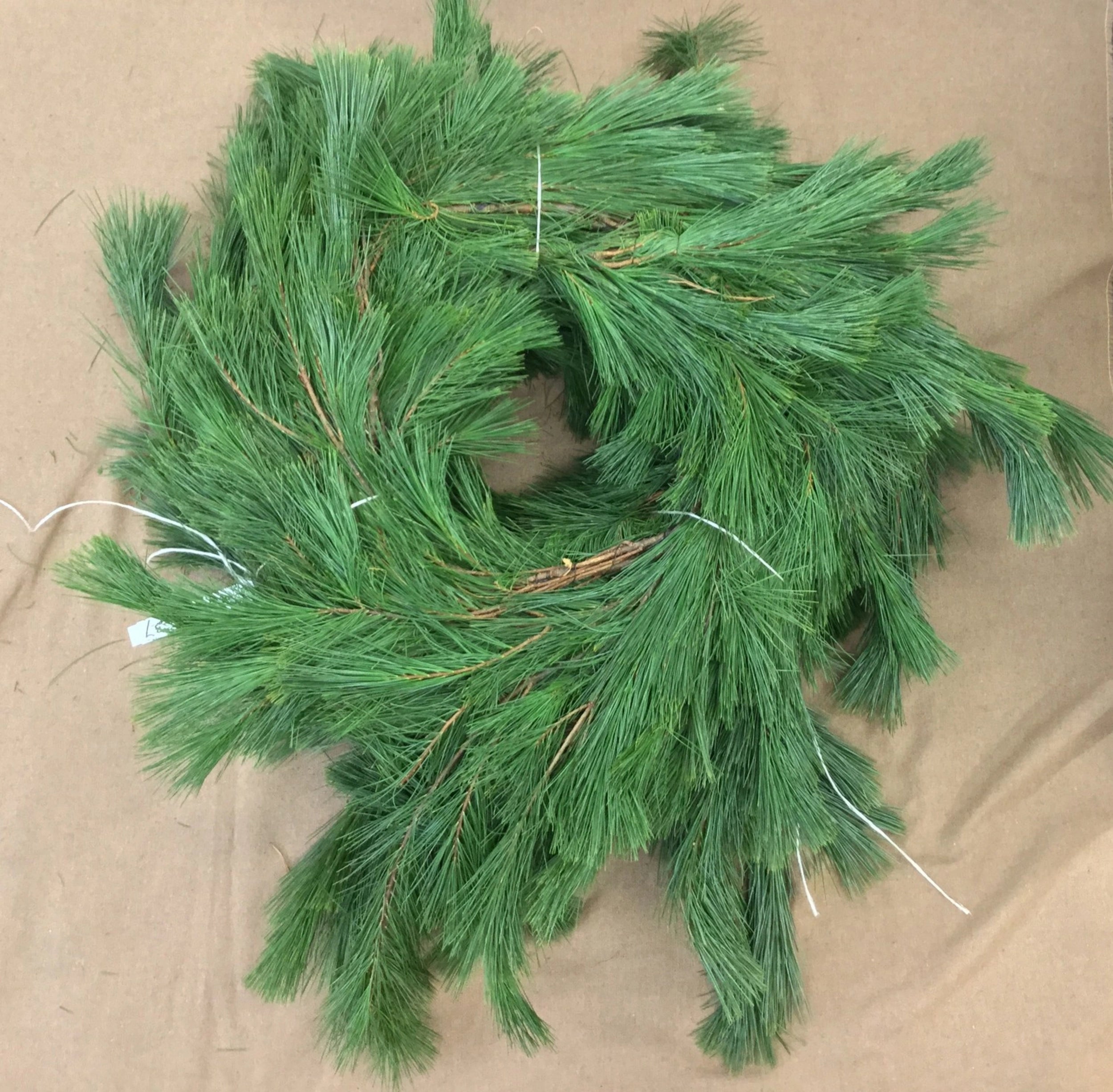 Helleborus 'Lenten Rose' – Pandy's Garden Center