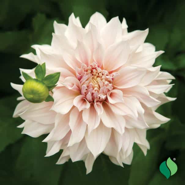 Dahlia, Dinnerplate ‘Cafe Au Lait’ Bulb