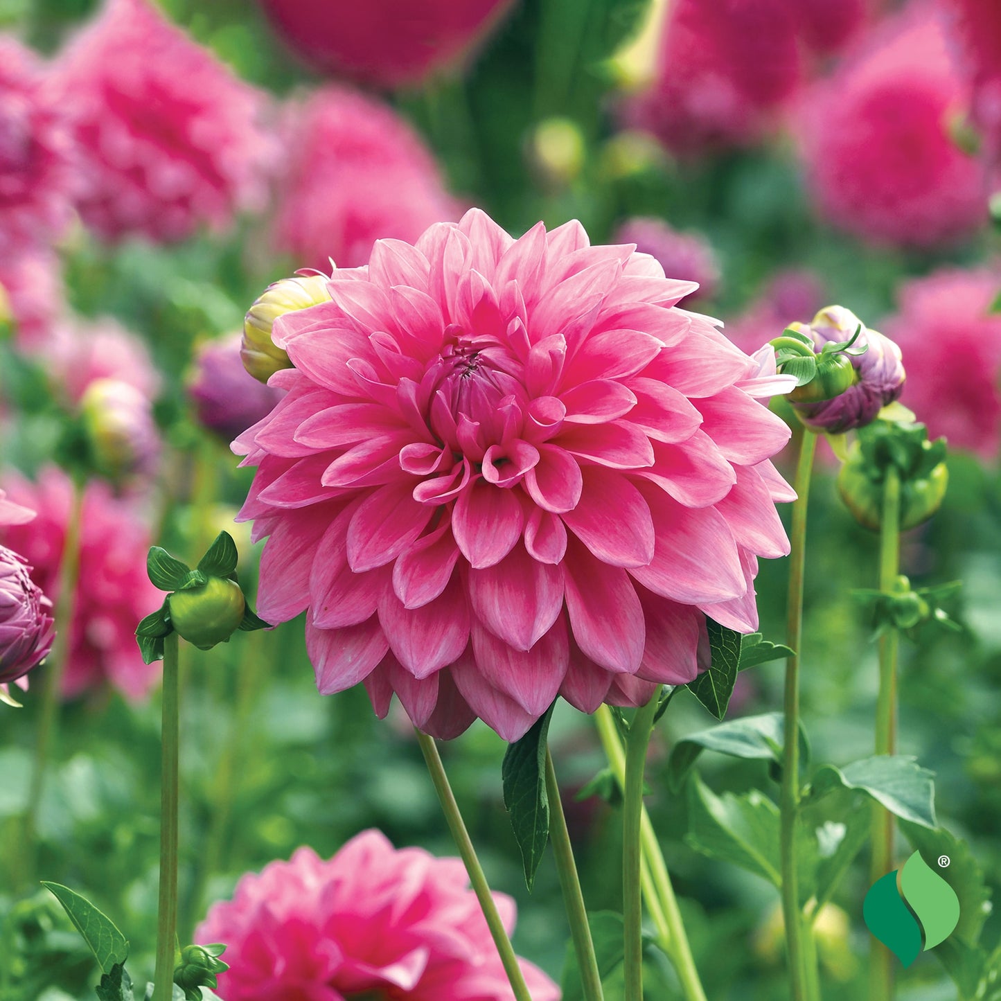 Dahlia, Lucky Number Bulb