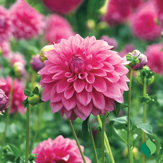 Dahlia, Lucky Number Bulb