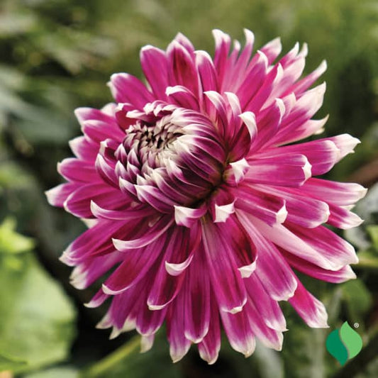 Dahlia, Dinnerplate ‘Vancouver’ Bulb