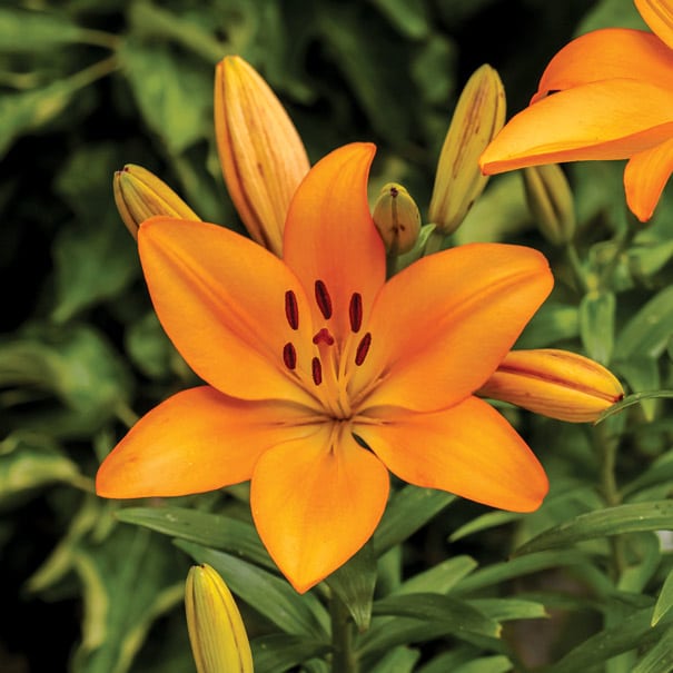 Hardy Lily, Asiatic ‘Bariton®’ Bulb