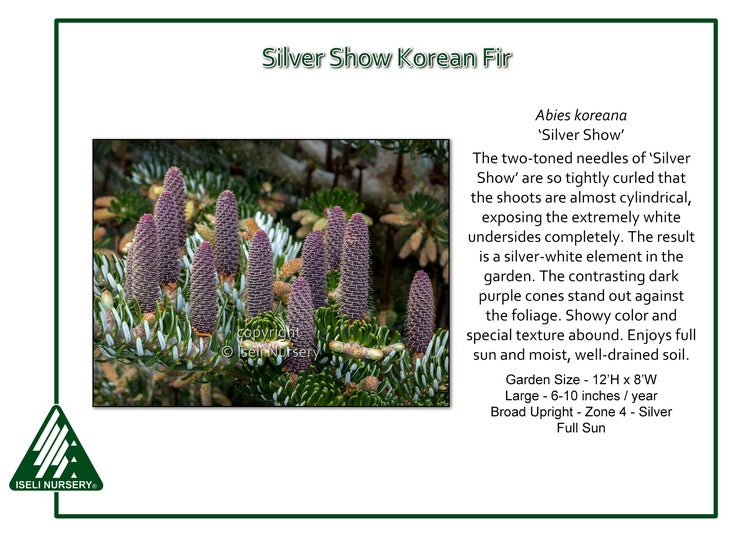 Fir - Silver Show Dwarf Korean Pin