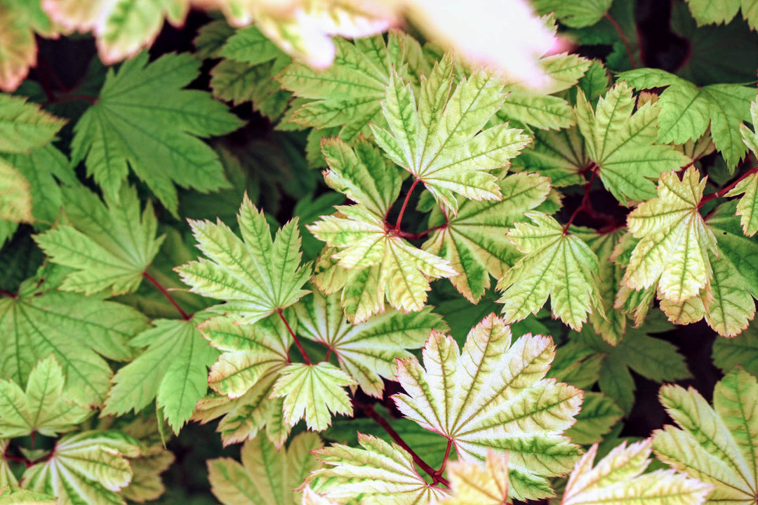 Vine Maple - Sun Glow