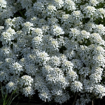 Iberis "Alexander's White" Candytuft