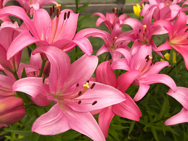 Hardy Lily, Asiatic ‘Vivaldi’ Bulb
