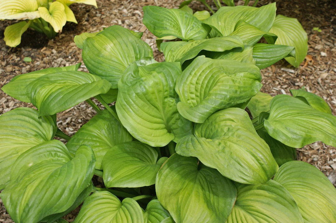 Hosta 'Avocado'