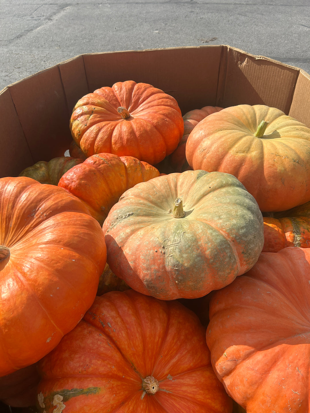 Cinderella Pumpkin