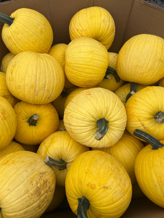Large Yellow Pumpkin